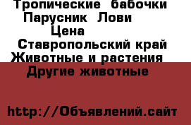 Тропические  бабочки  Парусник  Лови  !! › Цена ­ 2 500 - Ставропольский край Животные и растения » Другие животные   
